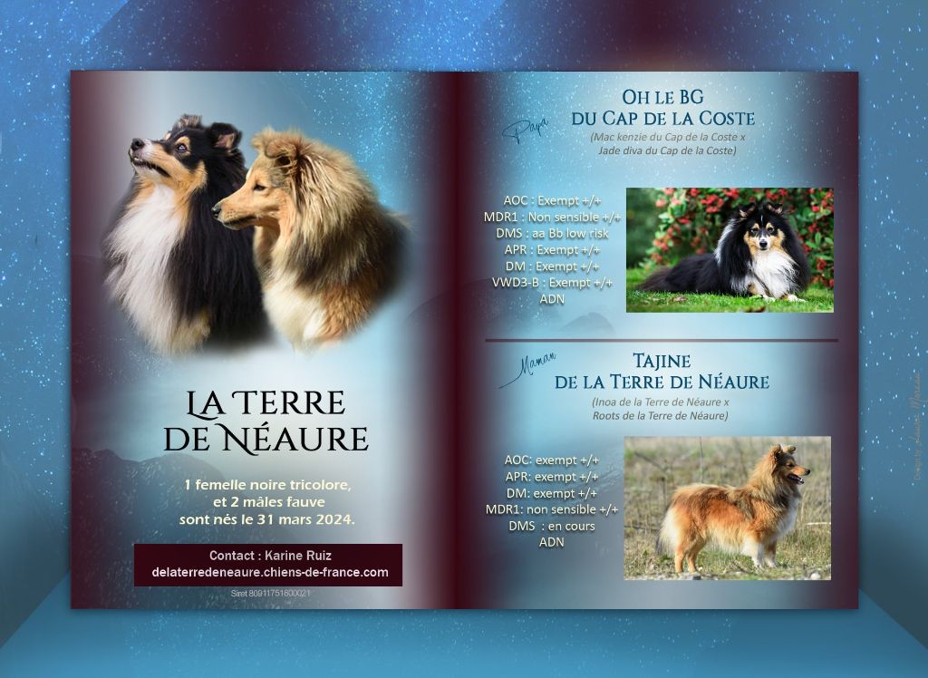 chiot Shetland Sheepdog De La Terre De Neaure