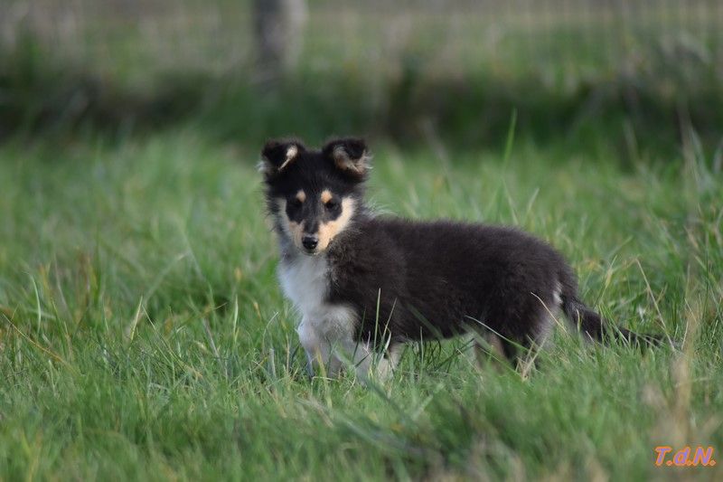 De La Terre De Neaure - Chiot disponible  - Shetland Sheepdog