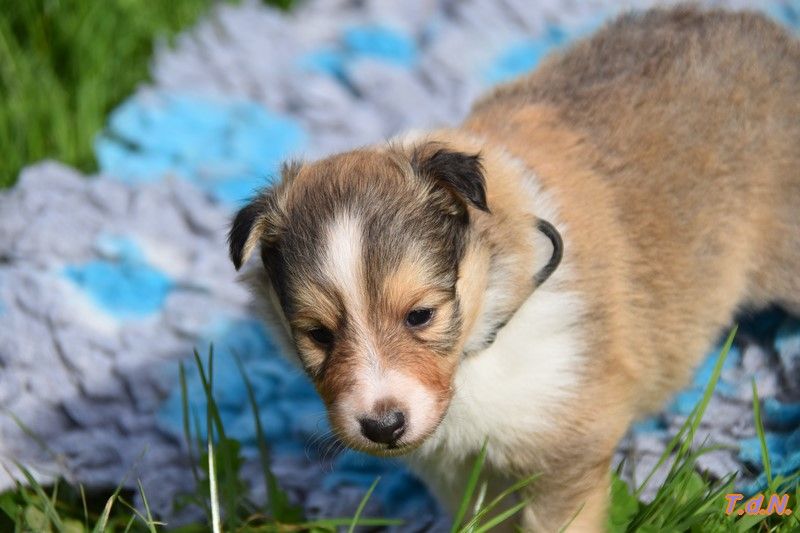 De La Terre De Neaure - Chiot disponible  - Shetland Sheepdog