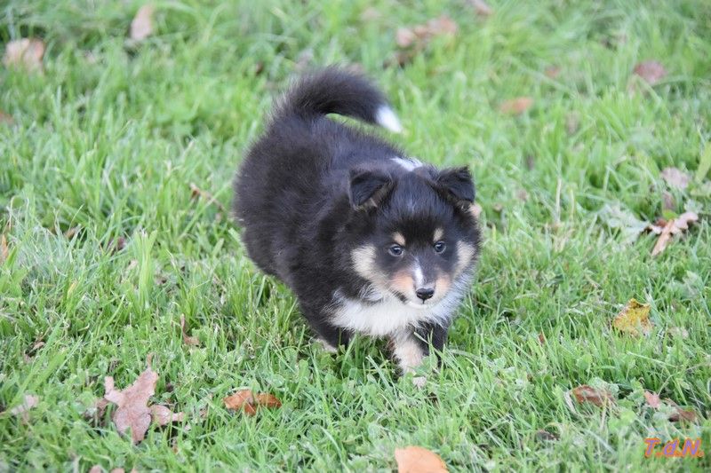 De La Terre De Neaure - Chiot disponible  - Shetland Sheepdog