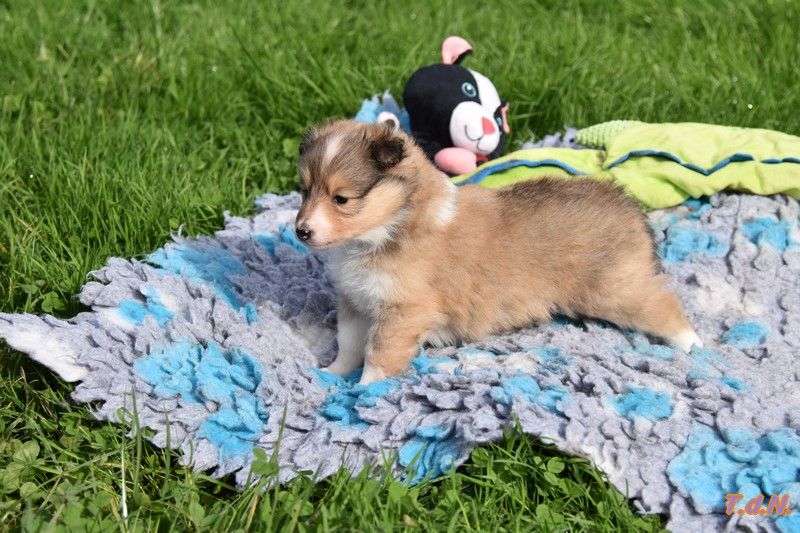 De La Terre De Neaure - Chiot disponible  - Shetland Sheepdog