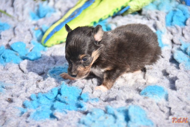 De La Terre De Neaure - Chiot disponible  - Shetland Sheepdog