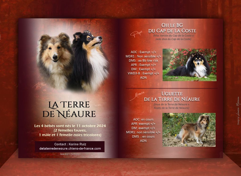 chiot Shetland Sheepdog De La Terre De Neaure