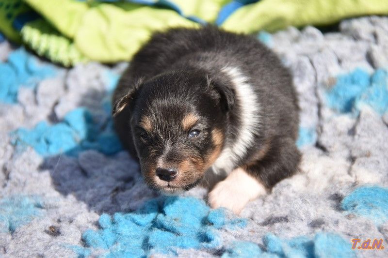 De La Terre De Neaure - Chiot disponible  - Shetland Sheepdog