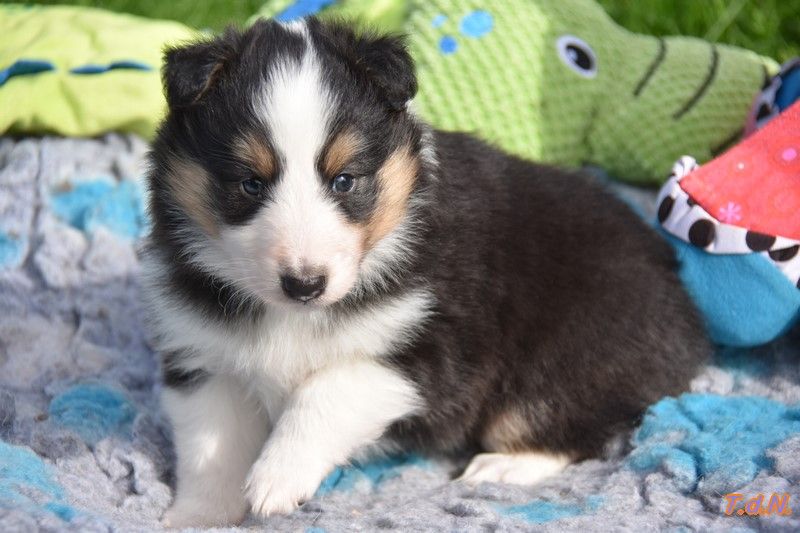 De La Terre De Neaure - Chiot disponible  - Shetland Sheepdog