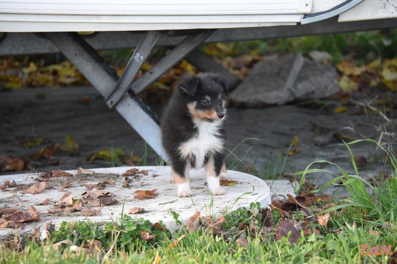 De La Terre De Neaure - Chiot disponible  - Shetland Sheepdog