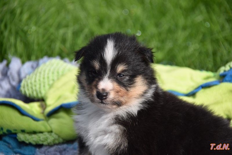 De La Terre De Neaure - Chiot disponible  - Shetland Sheepdog