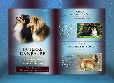 De La Terre De Neaure - Shetland Sheepdog - Portée née le 31/03/2024