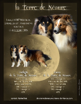 De La Terre De Neaure - Shetland Sheepdog - Portée née le 04/10/2024