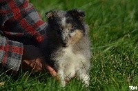 De La Terre De Neaure - Shetland Sheepdog - Portée née le 05/09/2020