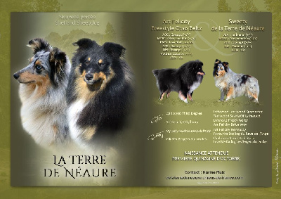 De La Terre De Neaure - Shetland Sheepdog - Portée née le 17/10/2024