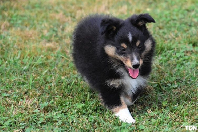 De La Terre De Neaure - Shetland Sheepdog - Portée née le 22/06/2023