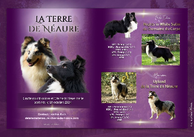 De La Terre De Neaure - Shetland Sheepdog - Portée née le 18/10/2024