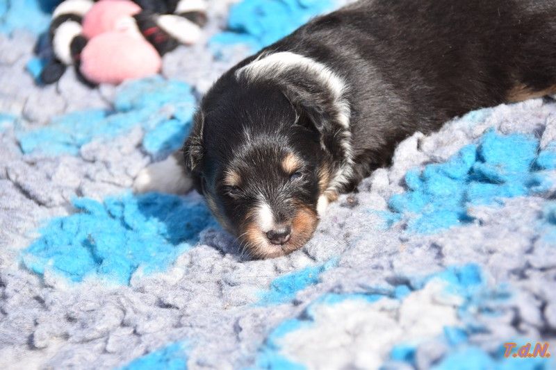 De La Terre De Neaure - Chiot disponible  - Shetland Sheepdog