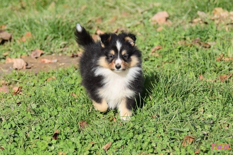 De La Terre De Neaure - Chiot disponible  - Shetland Sheepdog