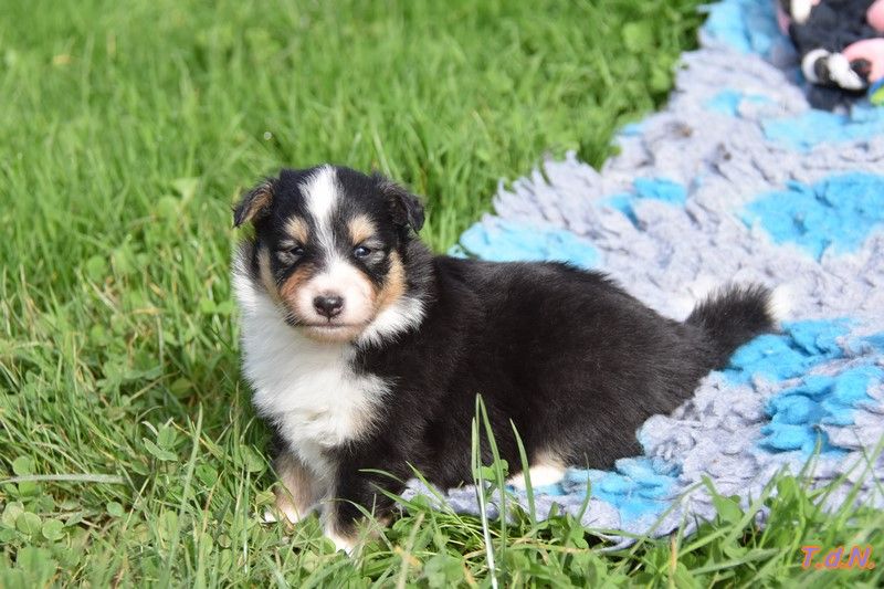 De La Terre De Neaure - Chiot disponible  - Shetland Sheepdog