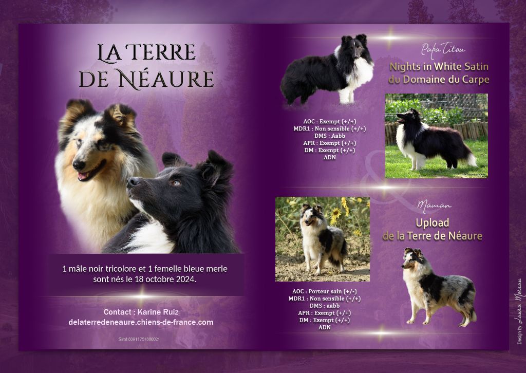 chiot Shetland Sheepdog De La Terre De Neaure