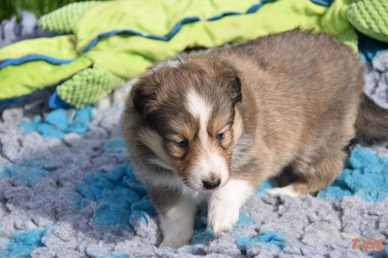 De La Terre De Neaure - Chiot disponible  - Shetland Sheepdog