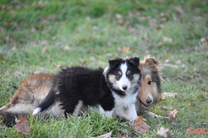 De La Terre De Neaure - Chiot disponible  - Shetland Sheepdog