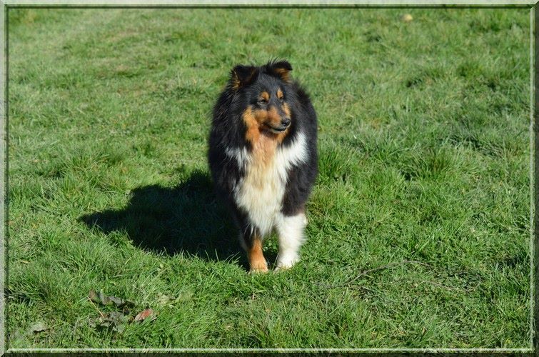 Genny des P'tits Loups de Cahetel