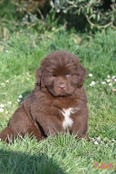 CH. Arlung tsangpo De La Terre De Neaure