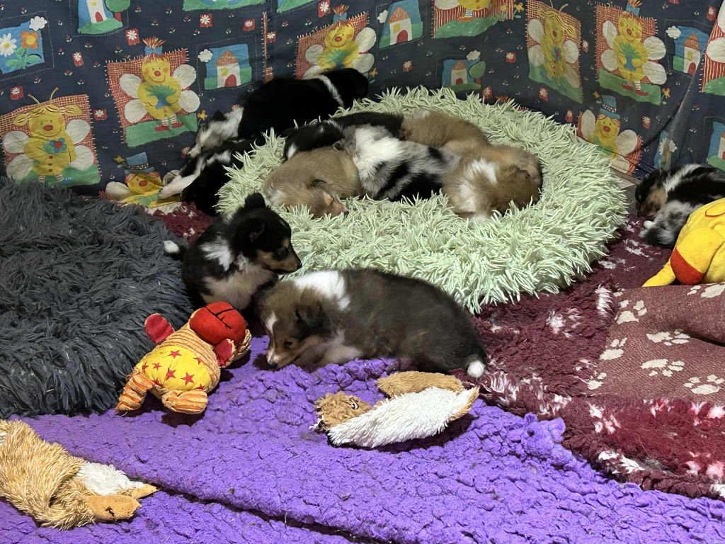 des chiots encore disponible