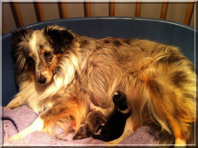 chiots gavacha et flash 2013
