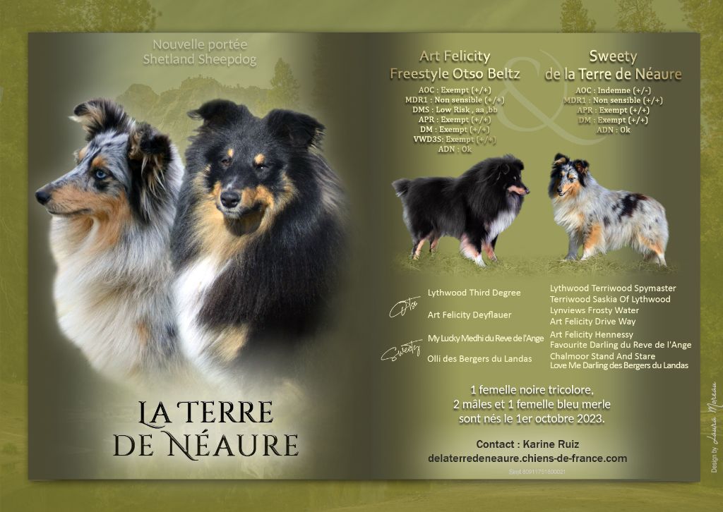 De La Terre De Neaure - Shetland Sheepdog - Portée née le 01/10/2023