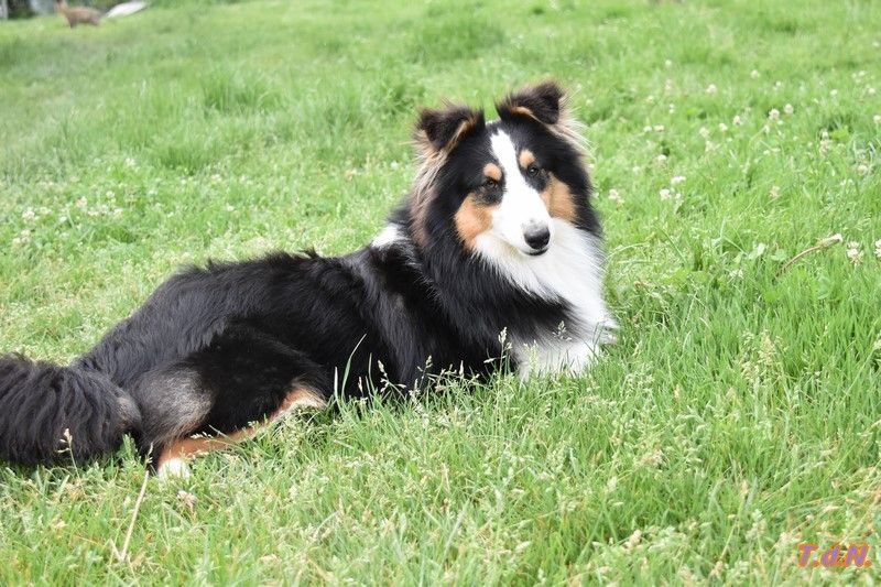 De La Terre De Neaure - Chiots disponibles - Shetland Sheepdog