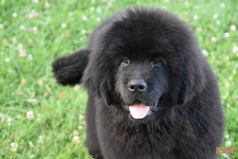 De La Terre De Neaure - Chiots disponibles - Terre-neuve