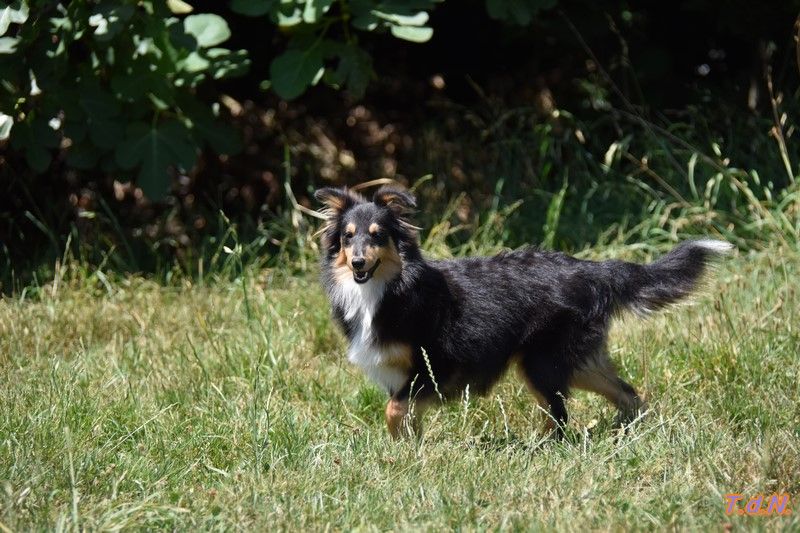 De La Terre De Neaure - Chiots disponibles - Shetland Sheepdog