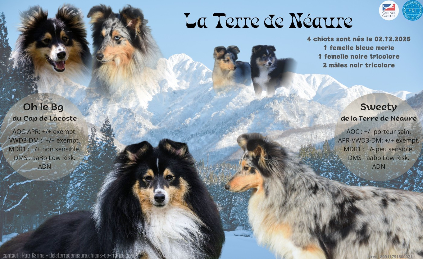 Chiot Shetland Sheepdog De La Terre De Neaure
