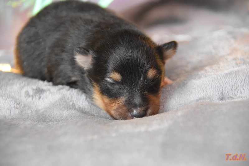 De La Terre De Neaure - Chiots disponibles - Shetland Sheepdog