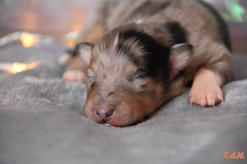 De La Terre De Neaure - Chiots disponibles - Shetland Sheepdog