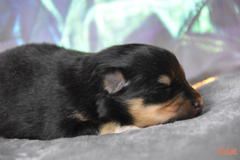 De La Terre De Neaure - Chiots disponibles - Shetland Sheepdog