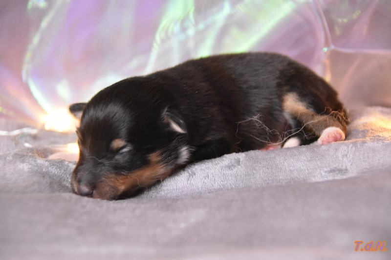 De La Terre De Neaure - Chiots disponibles - Shetland Sheepdog