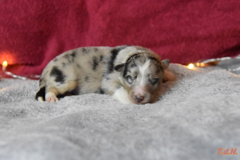 De La Terre De Neaure - Chiots disponibles - Shetland Sheepdog