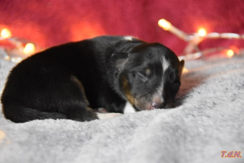 De La Terre De Neaure - Chiots disponibles - Shetland Sheepdog