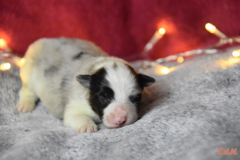 De La Terre De Neaure - Chiots disponibles - Shetland Sheepdog