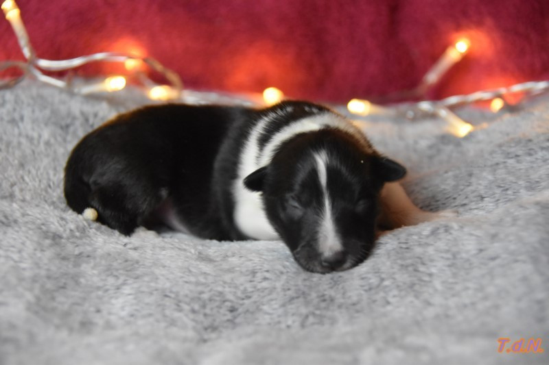 De La Terre De Neaure - Chiots disponibles - Shetland Sheepdog