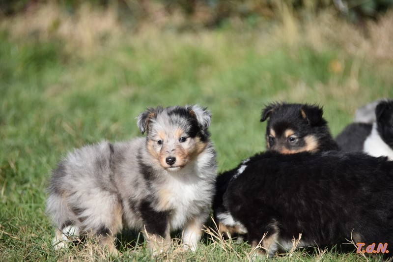 De La Terre De Neaure - Chiots disponibles - Shetland Sheepdog