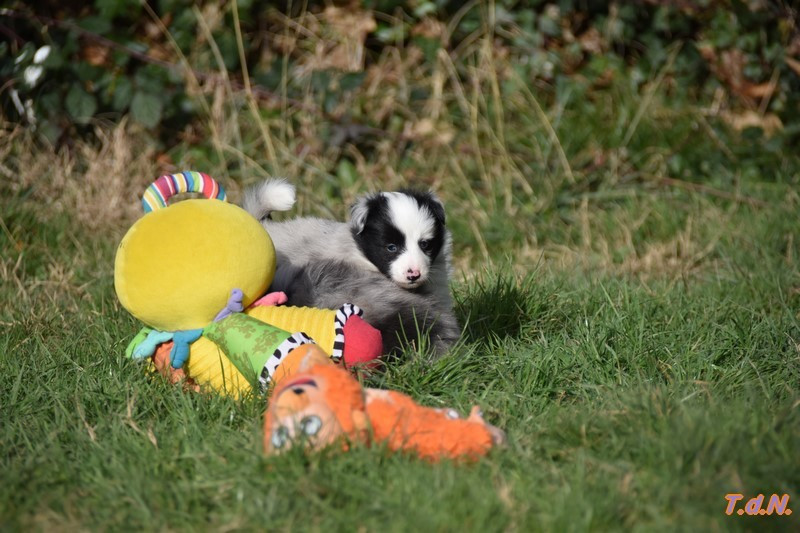 De La Terre De Neaure - Chiots disponibles - Shetland Sheepdog