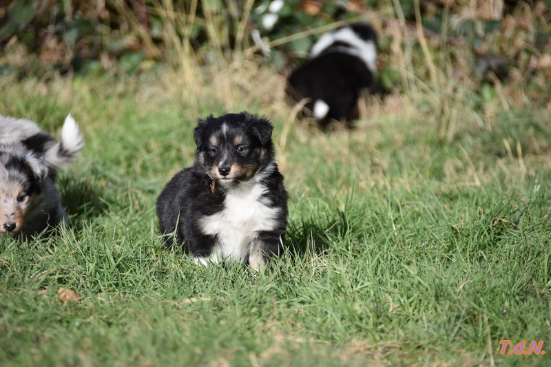 De La Terre De Neaure - Chiots disponibles - Shetland Sheepdog