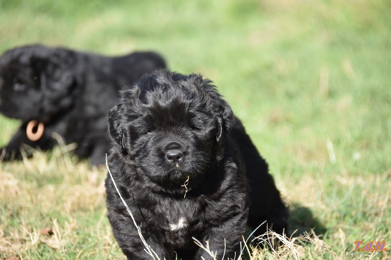 De La Terre De Neaure - Chiots disponibles - Terre-neuve