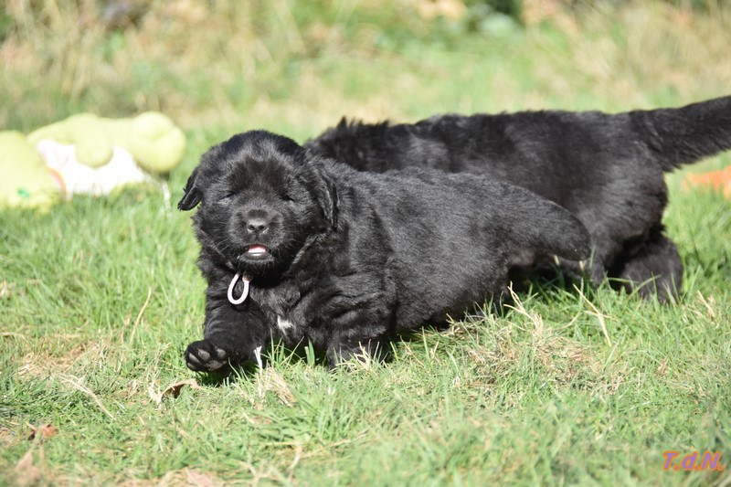 De La Terre De Neaure - Chiots disponibles - Terre-neuve
