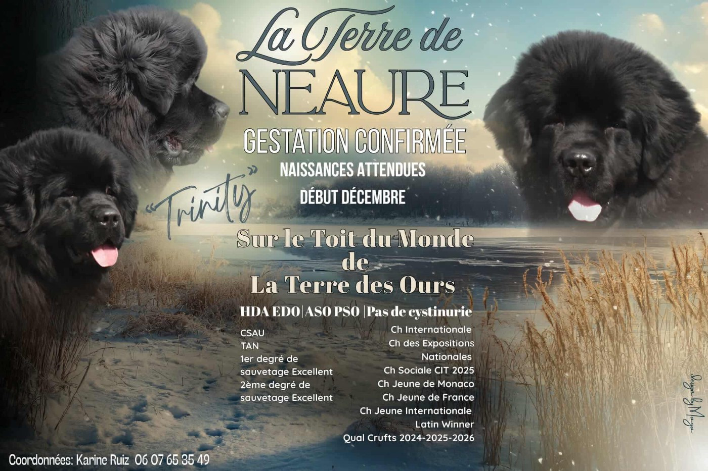 Chiot Terre-neuve De La Terre De Neaure