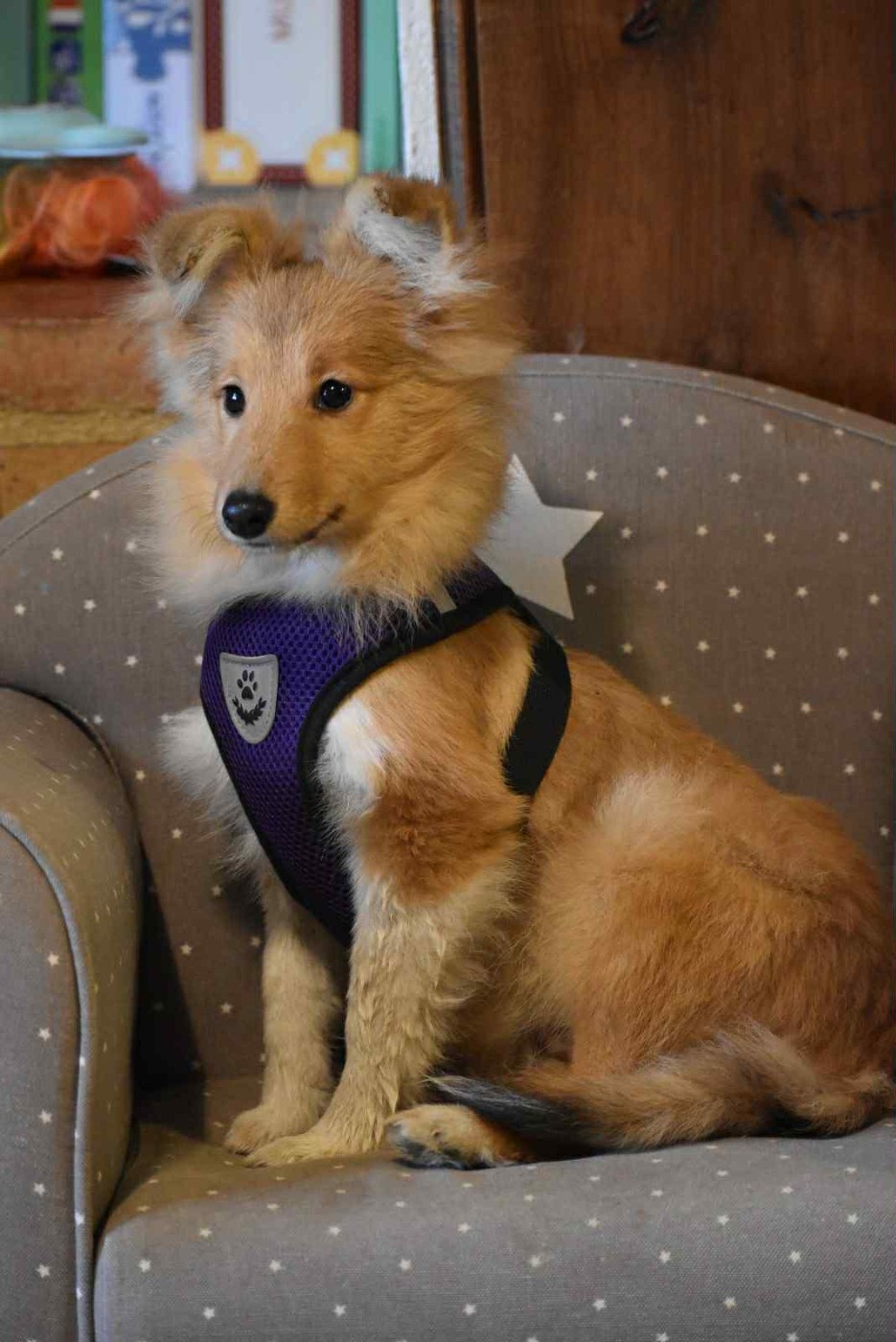 De La Terre De Neaure - Chiots disponibles - Shetland Sheepdog