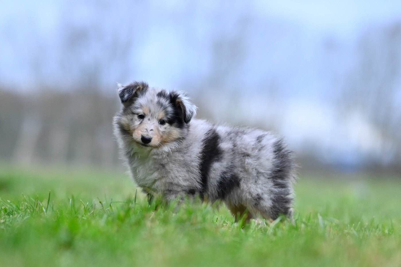 De La Terre De Neaure - Chiots disponibles - Shetland Sheepdog