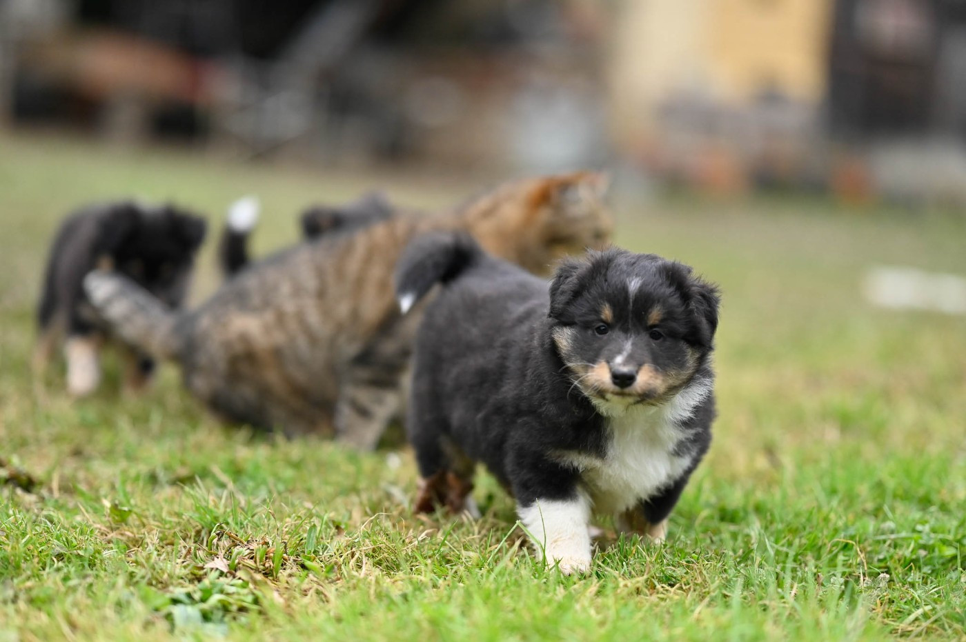 De La Terre De Neaure - Chiots disponibles - Shetland Sheepdog