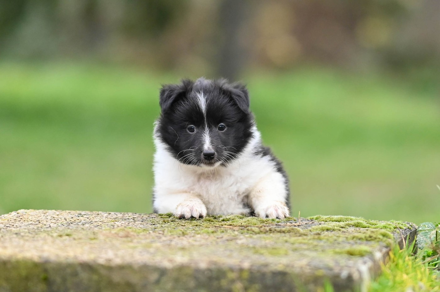 De La Terre De Neaure - Chiots disponibles - Shetland Sheepdog
